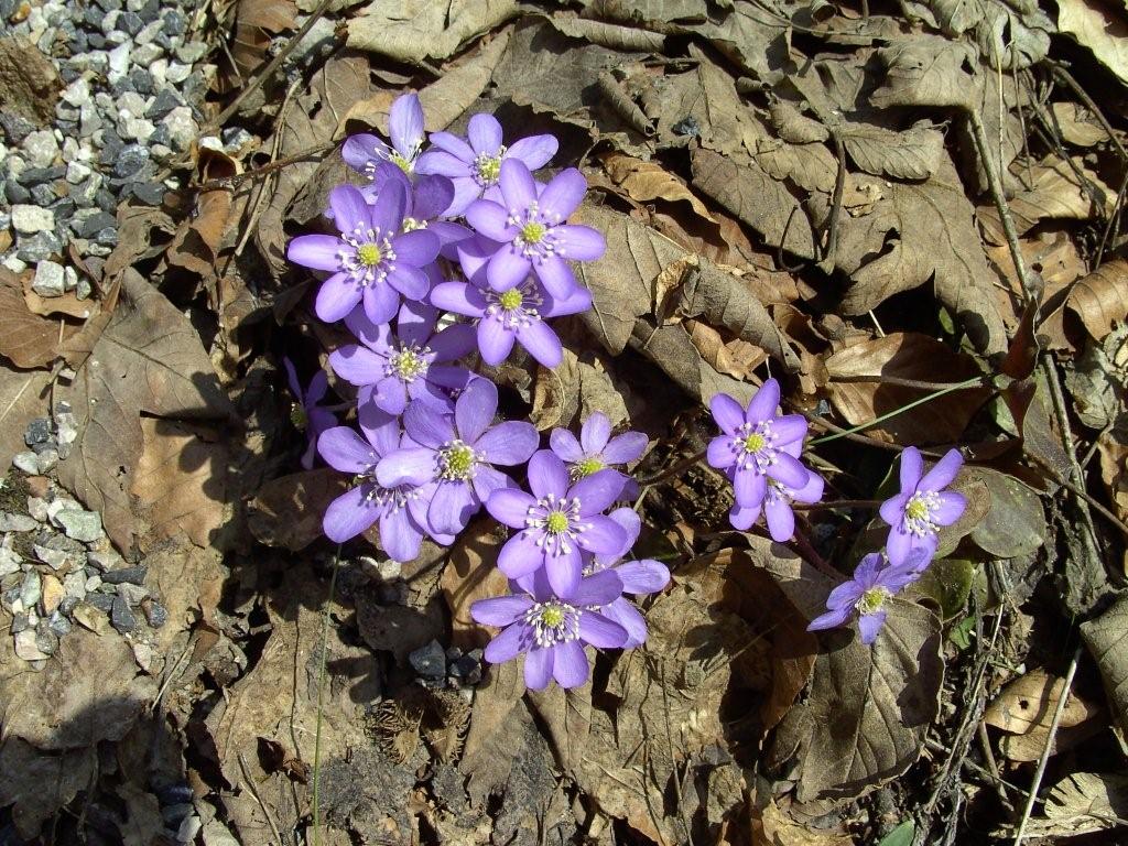 fioriture...di primavera